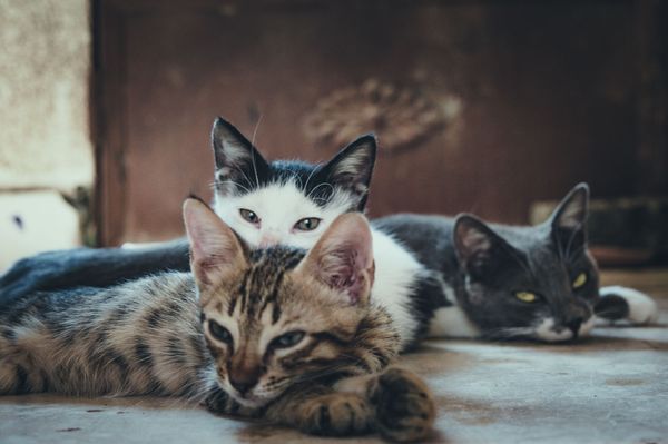 Pasożyty występujące u kotów