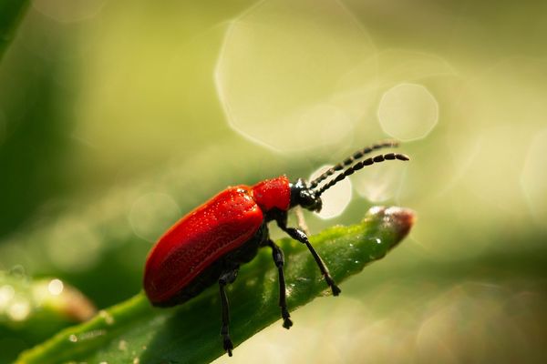 Zaskakujące odkrycia - owady o niezwykłych kolorach